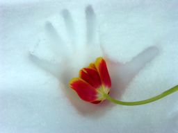 tulip hand and snow by renee damstra