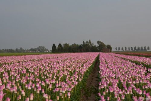 tulpenvelden bij ZORGWIJK